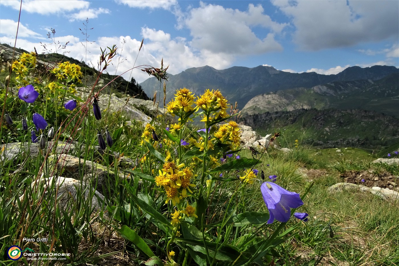 84 Campanule con Solidago virgaurea.JPG